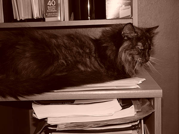 cats_00_02_001