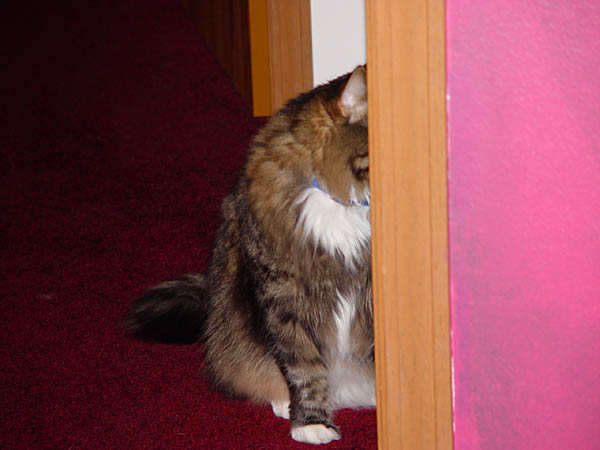cats_00_02_027