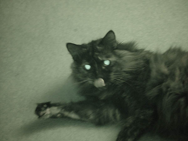 cats_00_02_036
