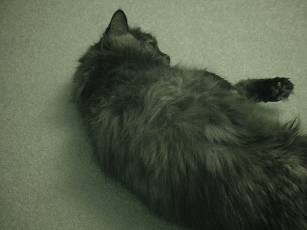 cats_00_02_037