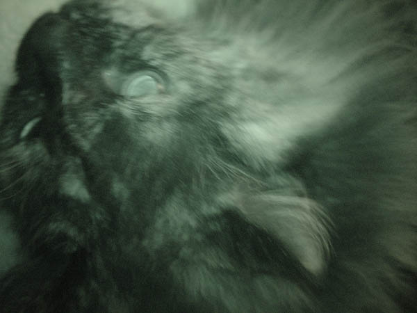 cats_00_02_039