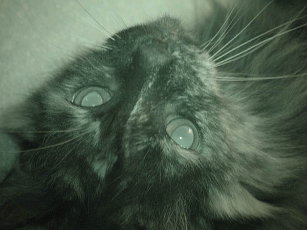 cats_00_02_040