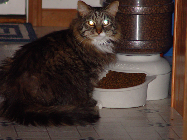 cats_00_02_041