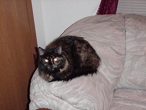 cats_00_02_042