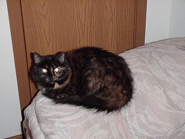 cats_00_02_043