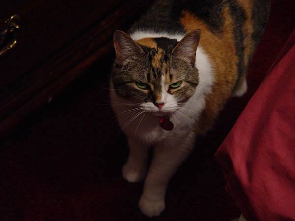 cats_00_02_045