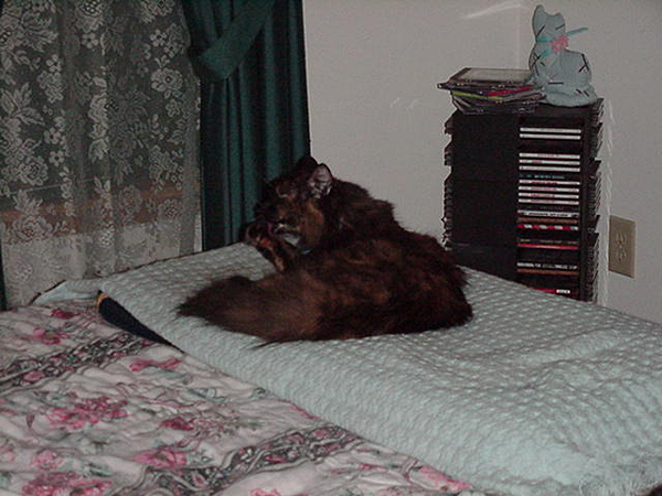 cats_00_02_046