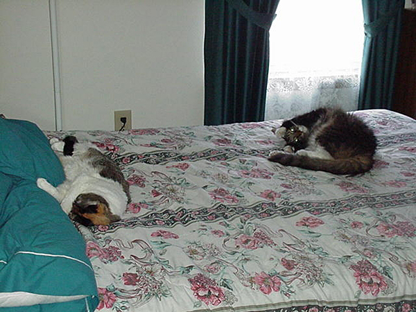 cats_00_02_047
