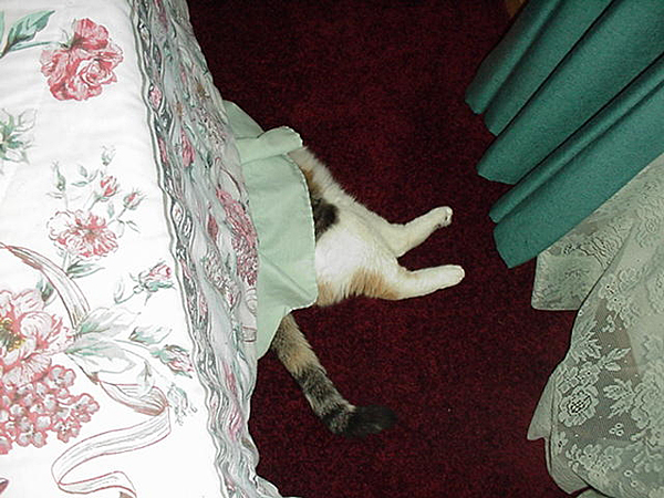 cats_00_02_049