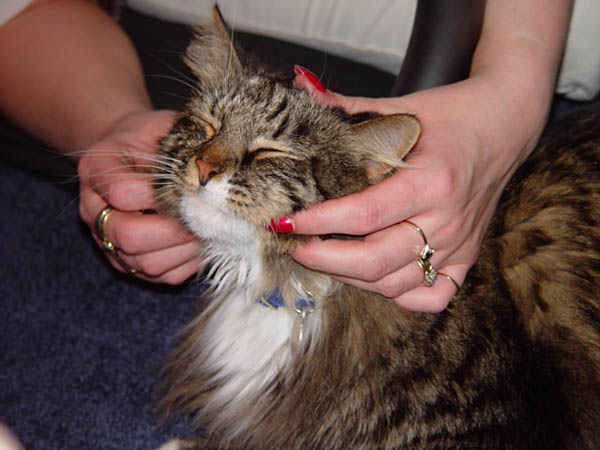 cats_00_02_050