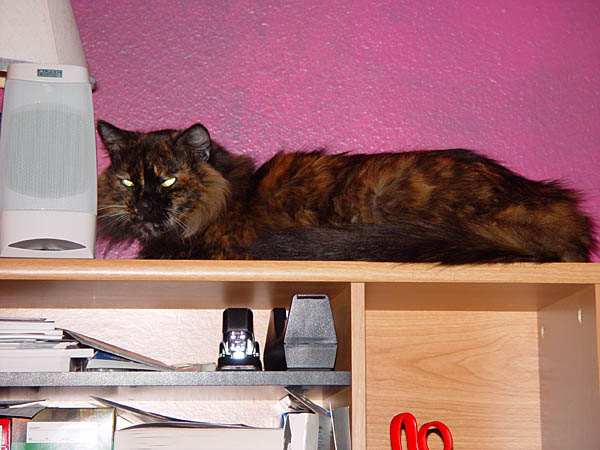 cats_00_02_052