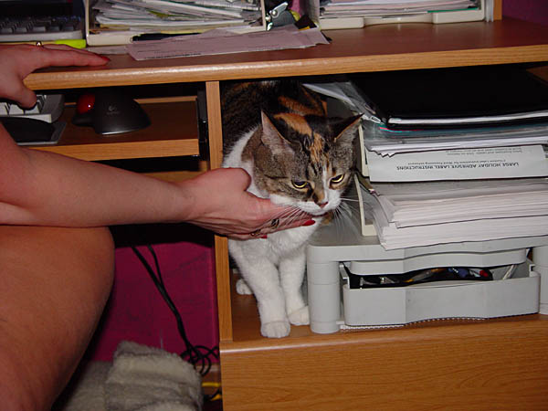 cats_00_02_053