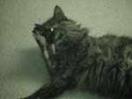 cats_00_02_033