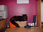 cats_00_02_034