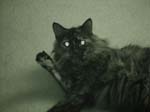 cats_00_02_035