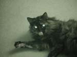 cats_00_02_036
