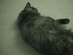 cats_00_02_037