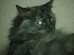cats_00_02_038