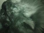 cats_00_02_039