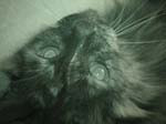 cats_00_02_040