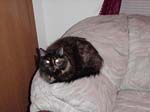 cats_00_02_042
