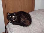 cats_00_02_043