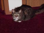 cats_00_02_044