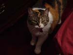 cats_00_02_045