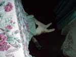 cats_00_02_048