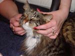 cats_00_02_050
