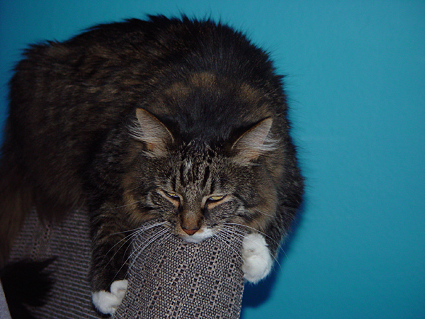 cats_03_054