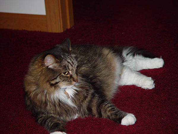 cats_03_072