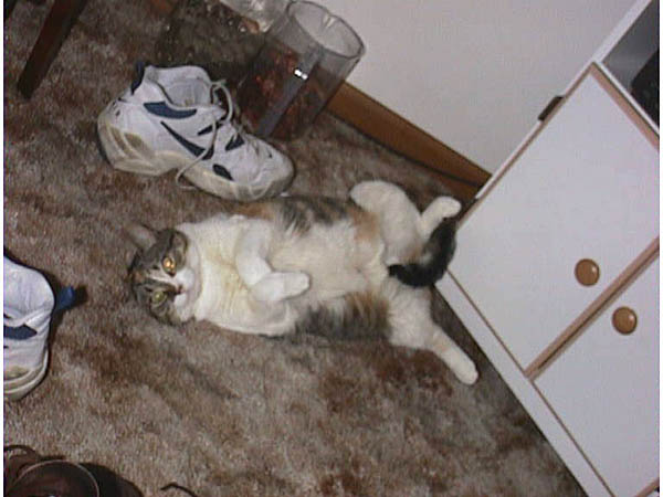 cats_97_99_005