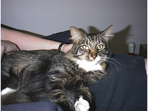 cats_97_99_026