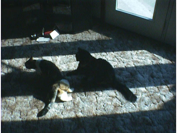 cats_97_99_055