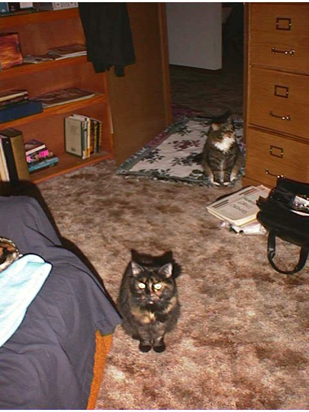 cats_97_99_085