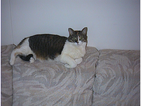 cats_97_99_086