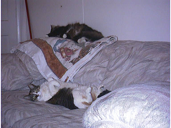 cats_97_99_105