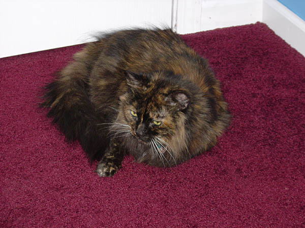 cats_ind_04__013