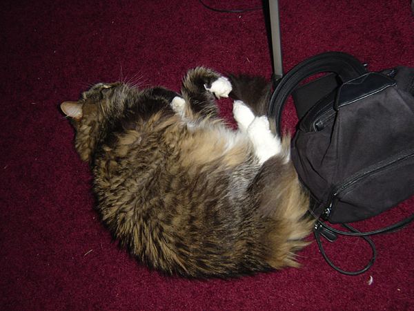 cats_ind_04__045