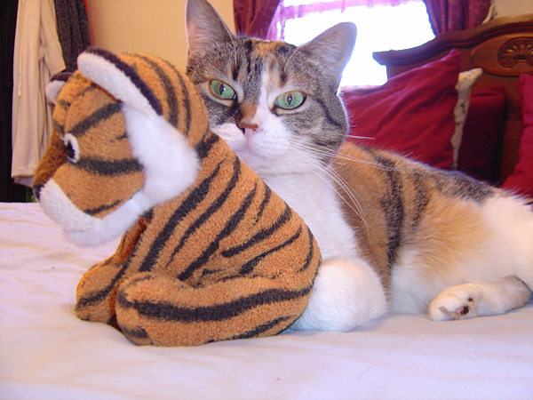 cats_ind_04__054