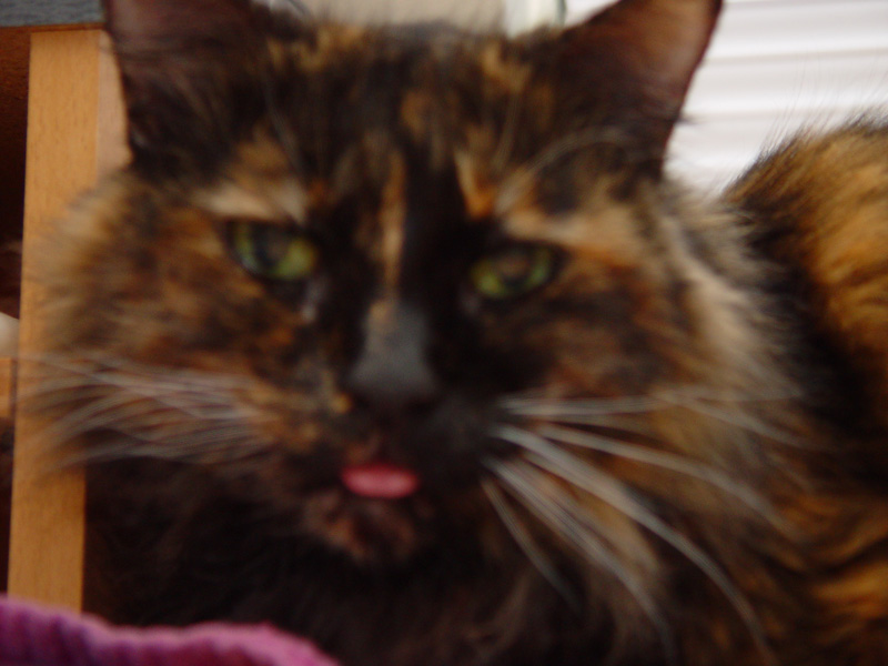 cats_sept_04_034
