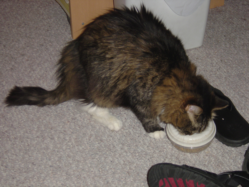 cats_sept_04_046
