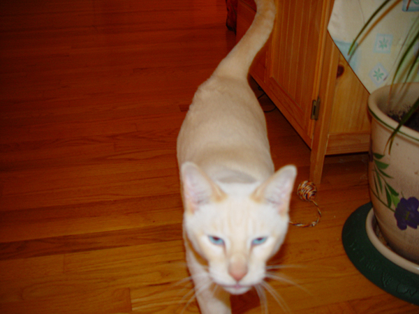 friends_cats__002