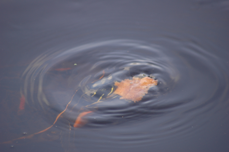 pnh_040406_030