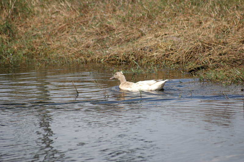 pnh_040406_073