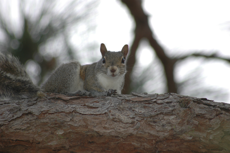 pnh_040406_093