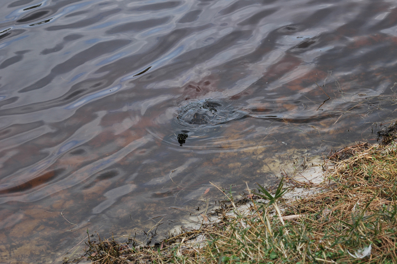 pnh_040406_096
