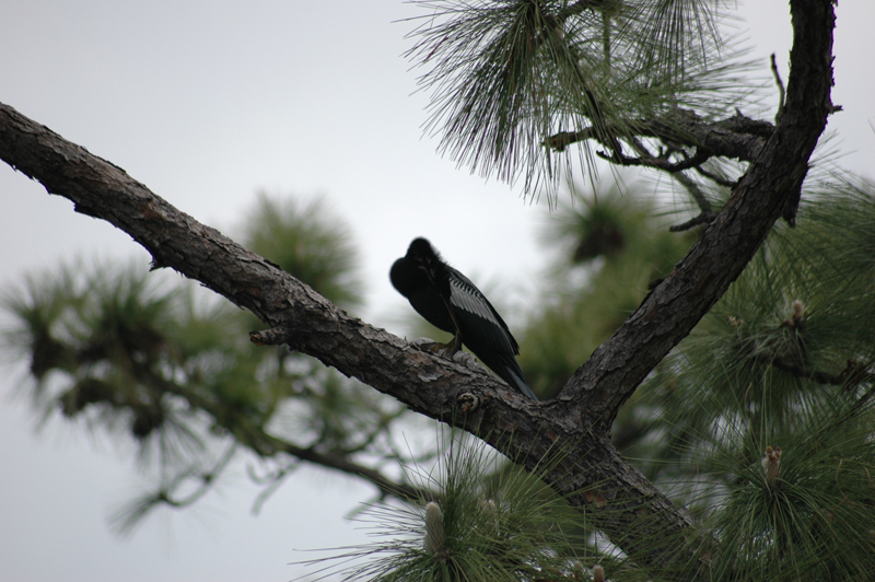 pnh_040406_108