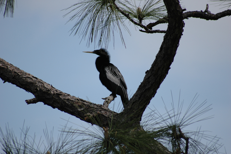 pnh_040406_112